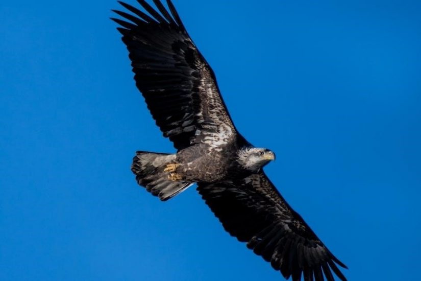 fourth wing free pdf download